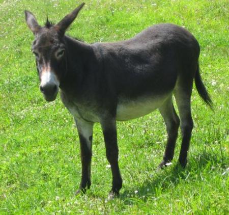 cadichon